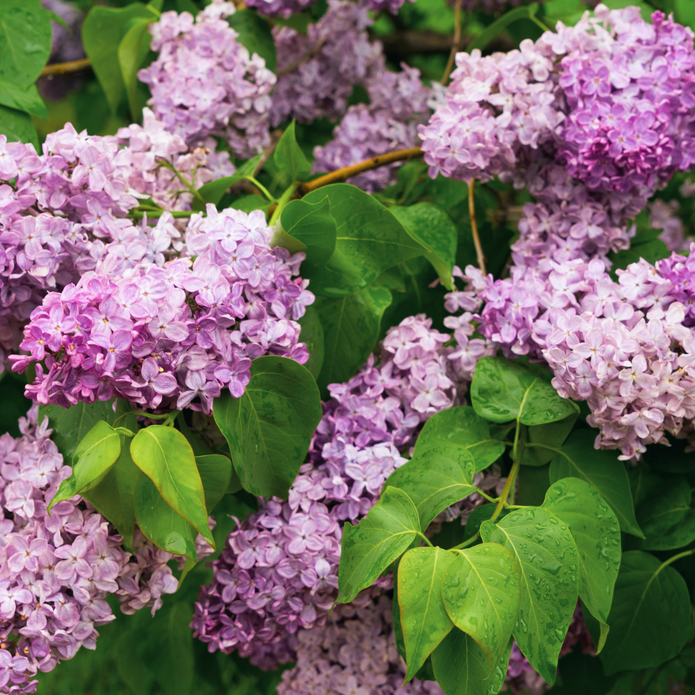 Liliac