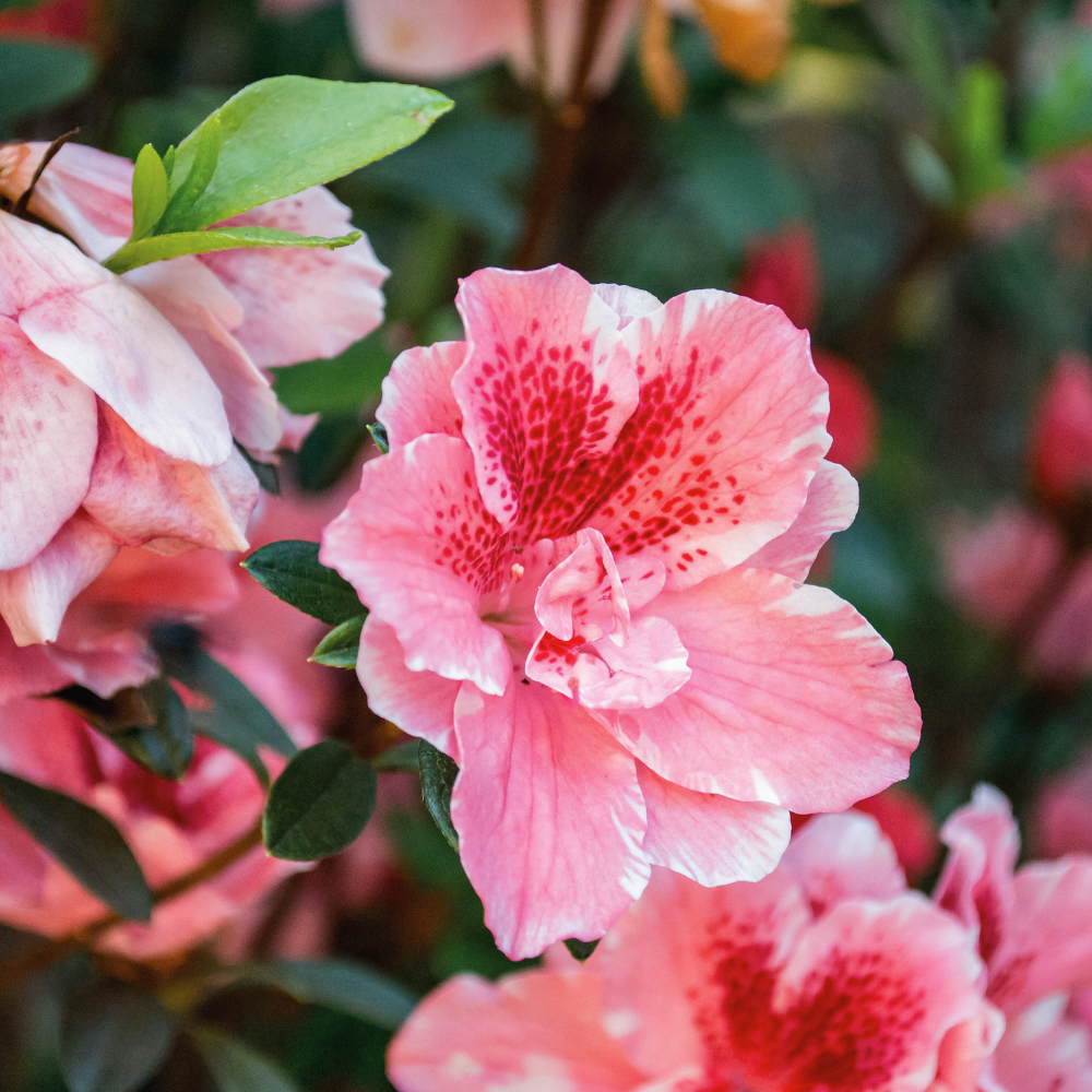Hibiscus