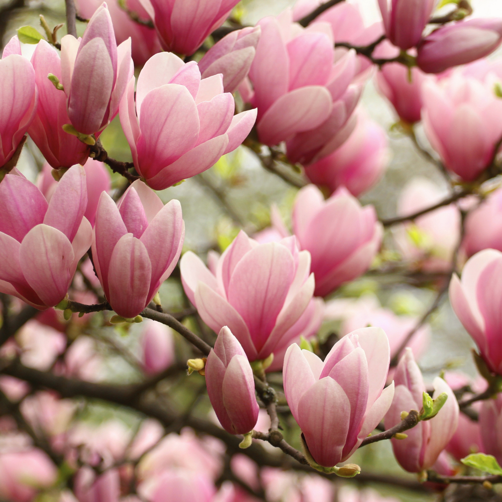 Magnolie