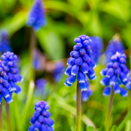 Bulbi Muscari