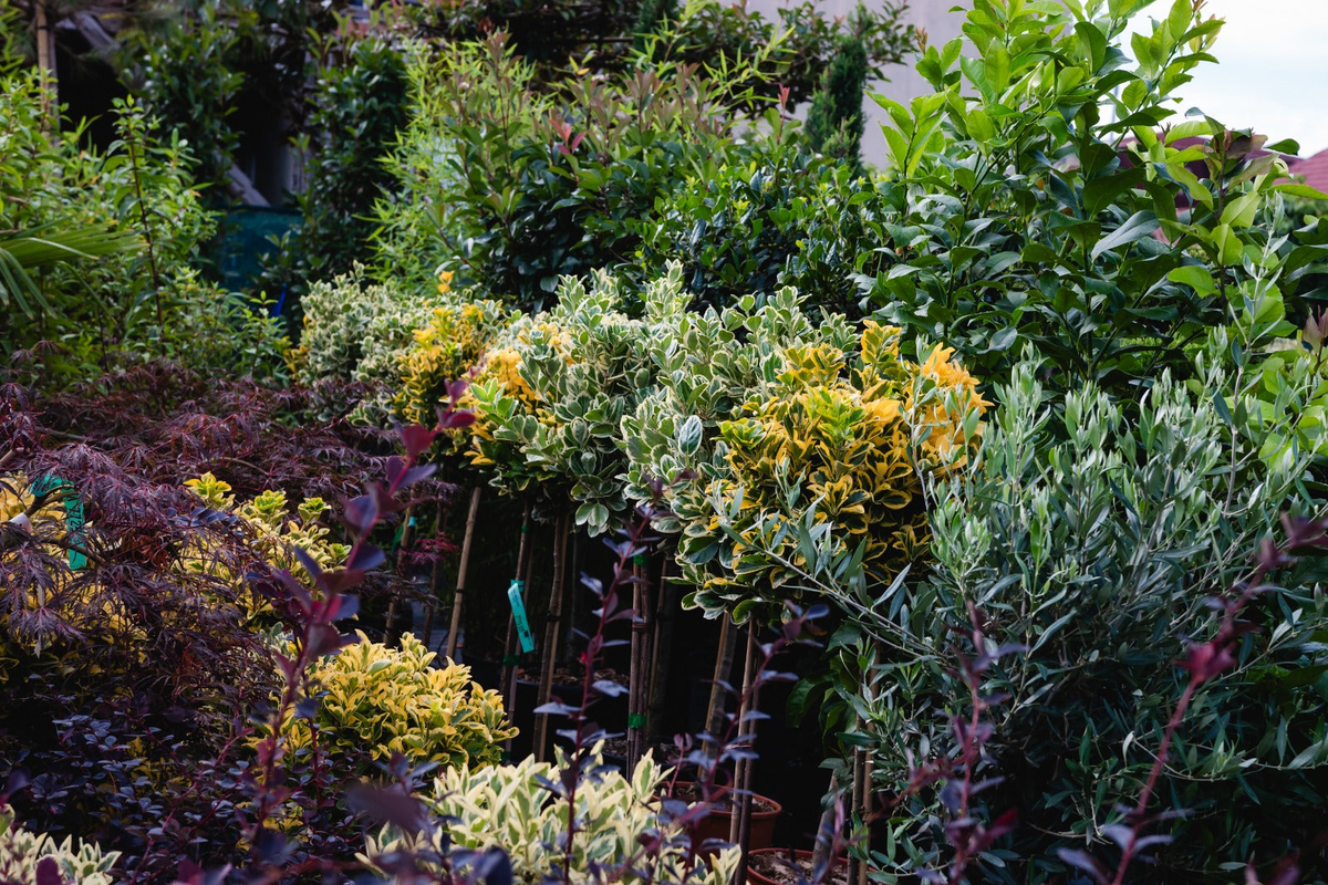 plante ornamentale