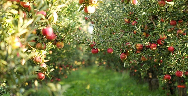 arbusti fructiferi si pomi fructiferi