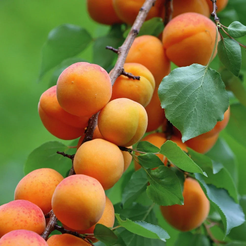 Pomi Columnari Fructiferi