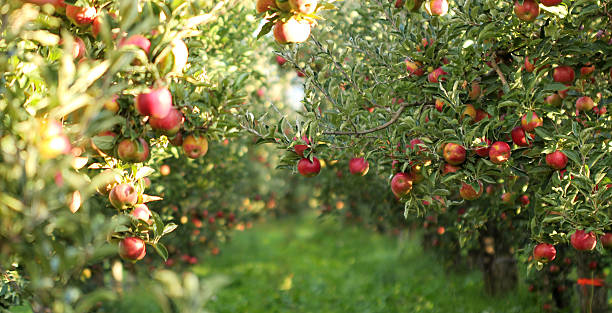 arbusti fructiferi si pomi fructiferi