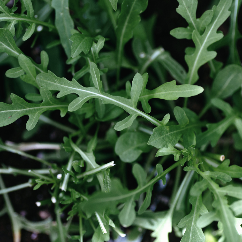 Semințe Rucola