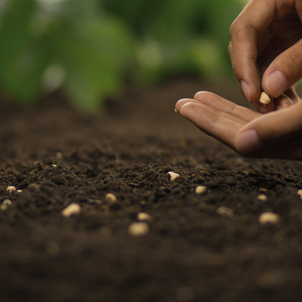 seminte fitza florilor