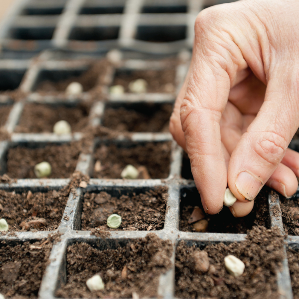 seminte legume fitza florilor