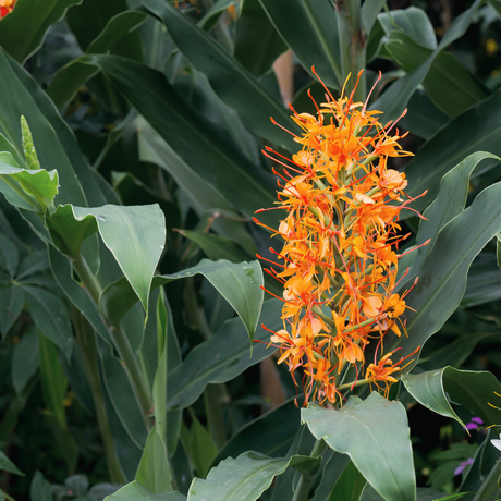 Bulbi Hedychium Coccineum