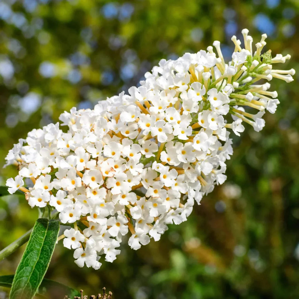 Buddleja Liliac de Vară