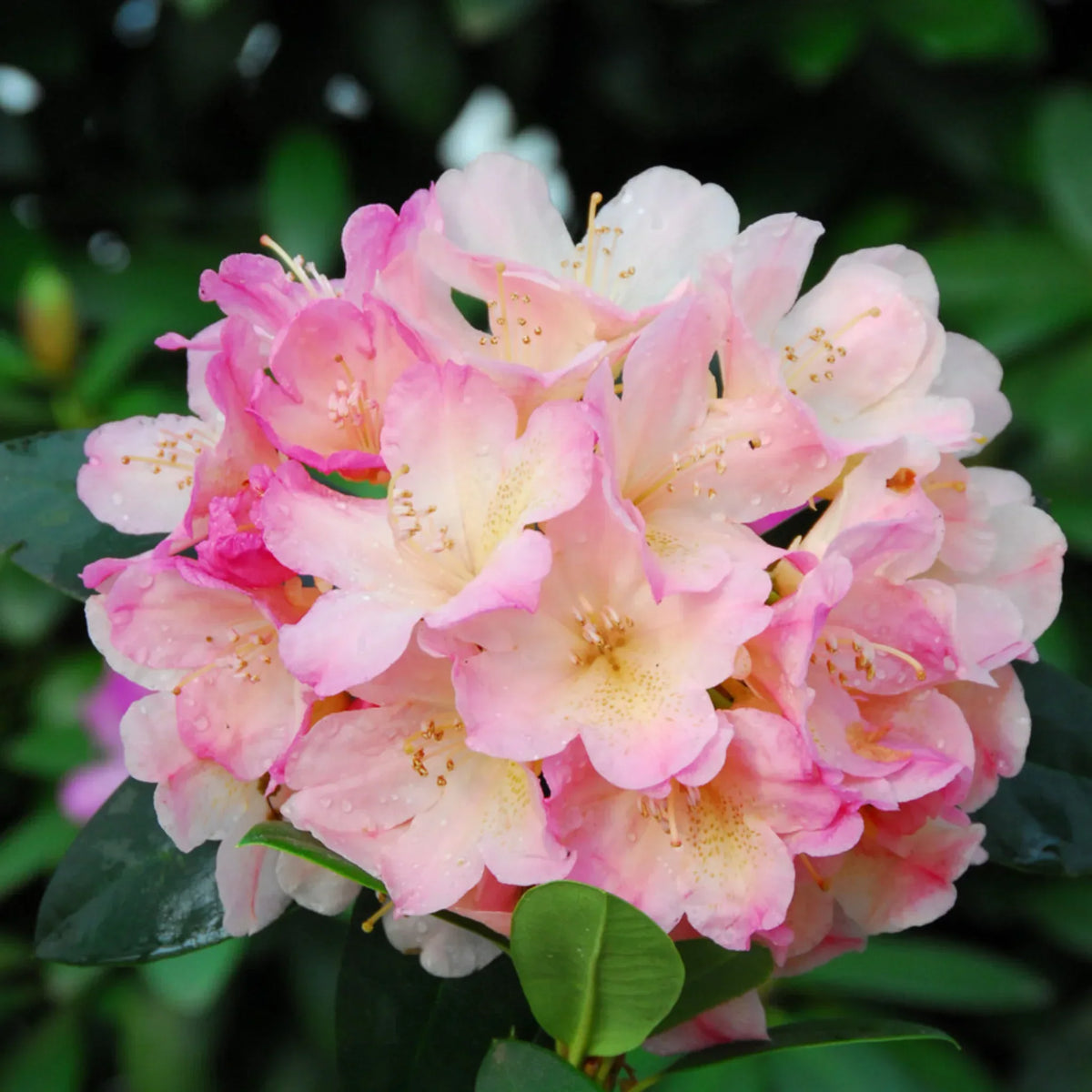 Rhododendron