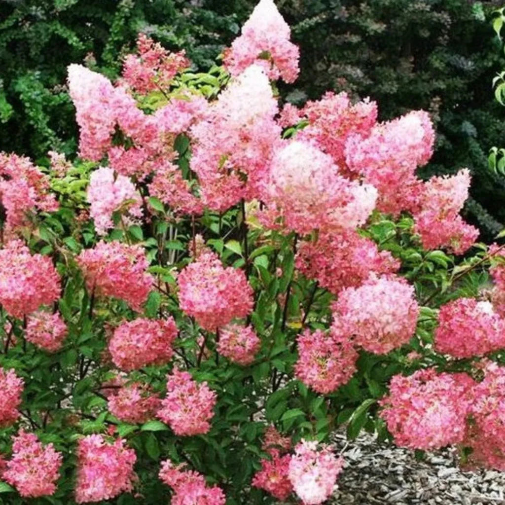 Hortensia