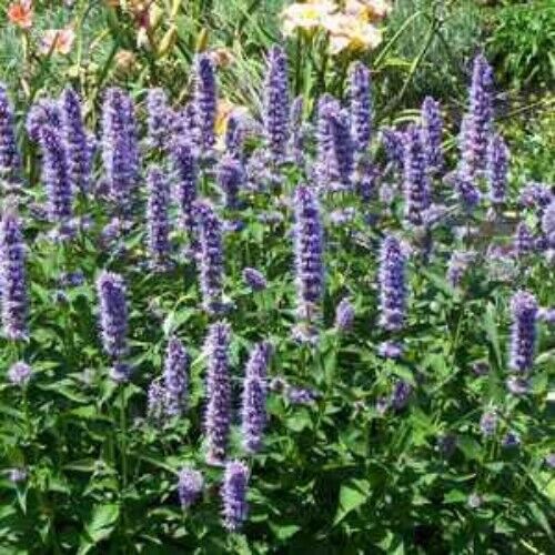 Agastache