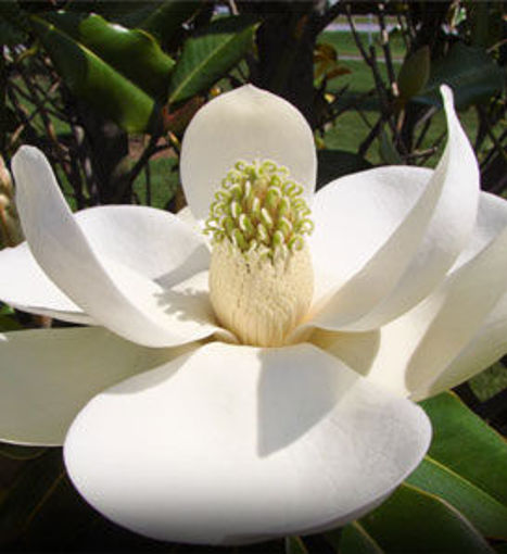 Magnolia Grandiflora,1 Bucata