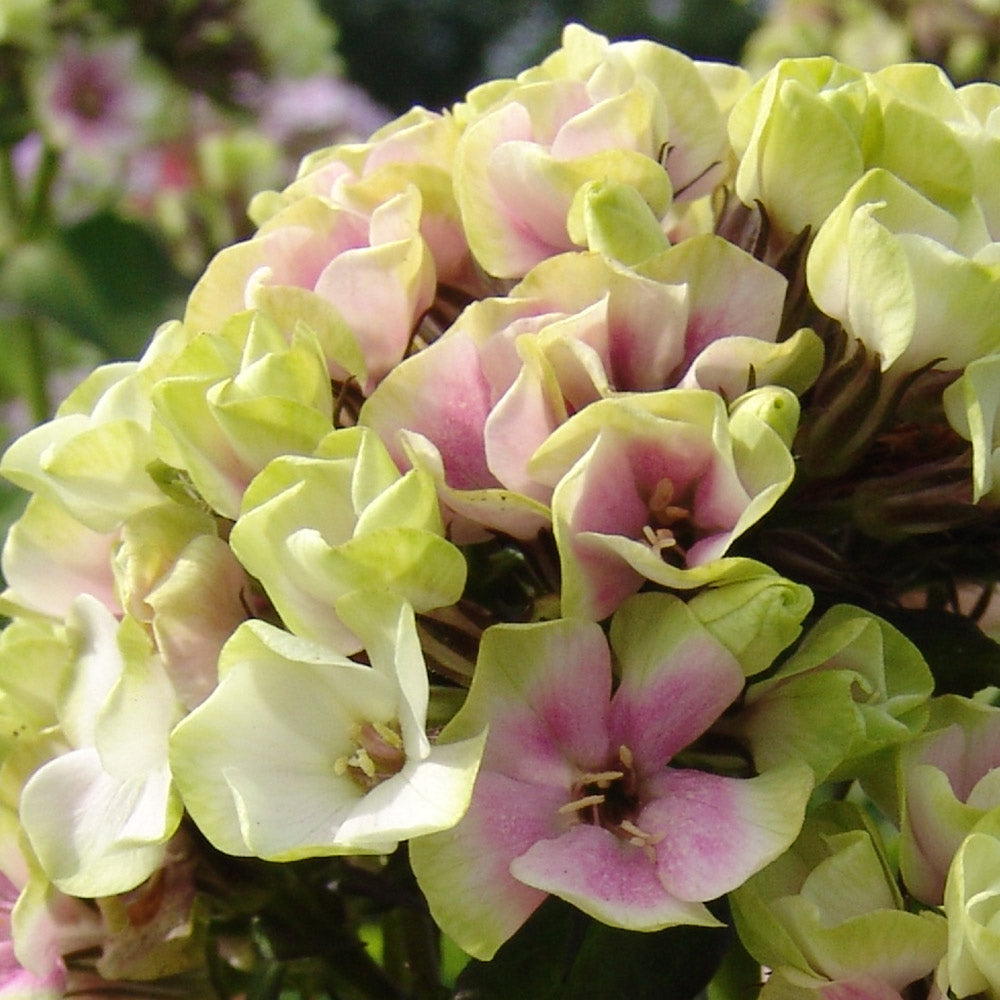 Bulbi Phlox - StarBurst - Brumarele - 2 Bucăți
