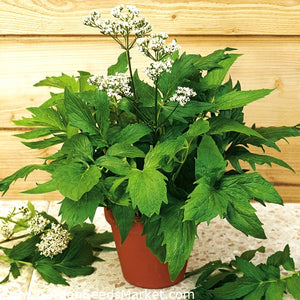 Seminte de Valeriana, 1 gr