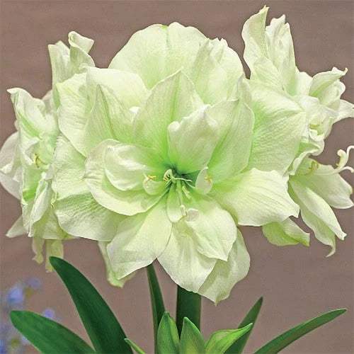 00139_ca725db3-fbb0-4ac1-b4fa-693ca76c0ff3 - Fitza Florilor