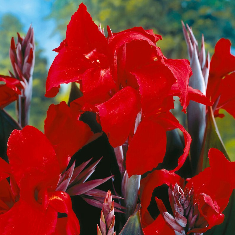 Bulbi de Canna "Black Knight", 1 Bucata