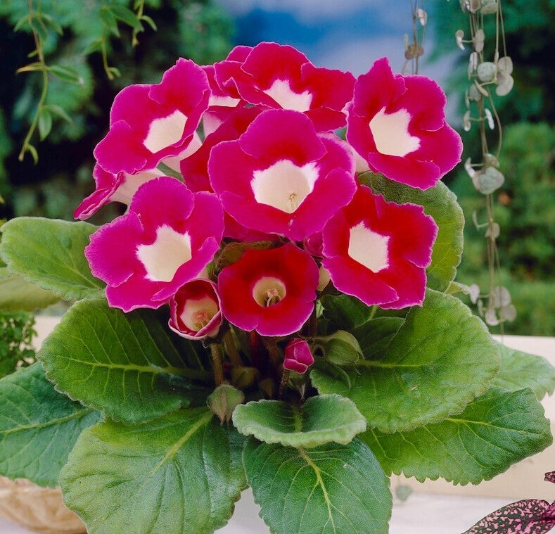 Bulbi de Gloxinia "Blanche de Méru", 1 Bucata