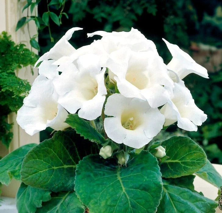 Gloxinia Bulbi - Mont Blanc - 1 Bucată