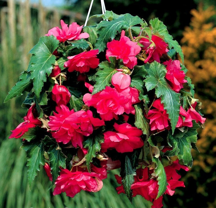 Bulbi de Begonia "Cascade", Roz, 1 Bucata