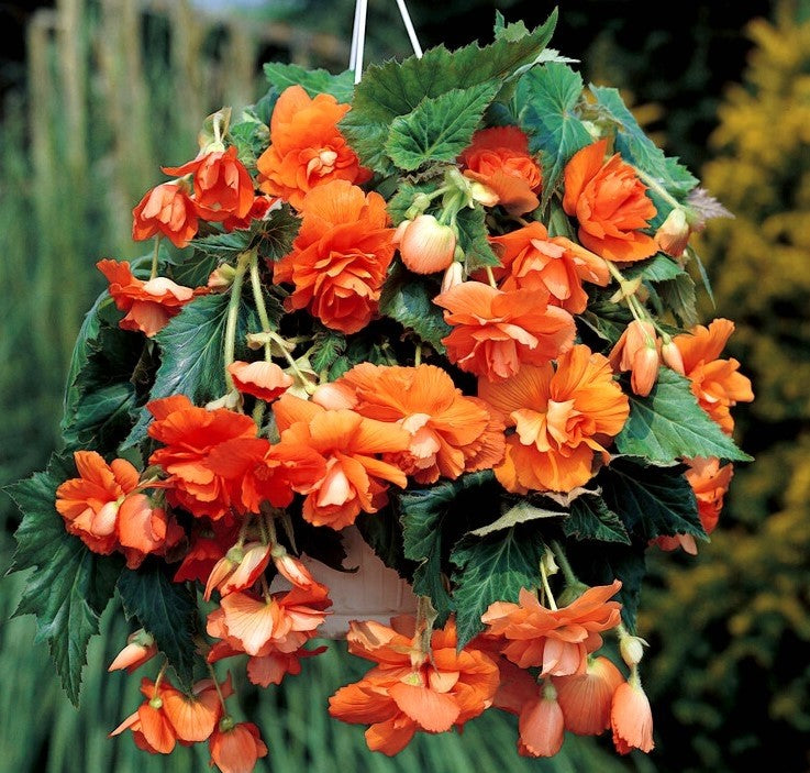 Bulbi Begonie - Cascade - Portocaliu - 2 Bucăți