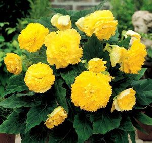 Bulbi de Begonia "Fimbriata", Galben, 1 Bucata