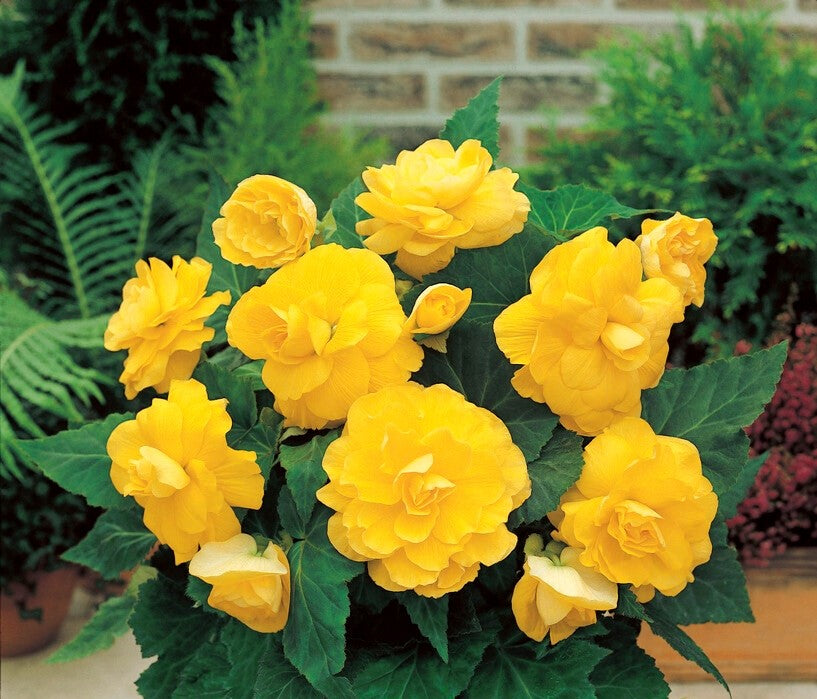 Bulbi de Begonia "Double", Galben, 1 Bucata