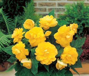 Bulbi de Begonia "Double", Galben, 1 Bucata