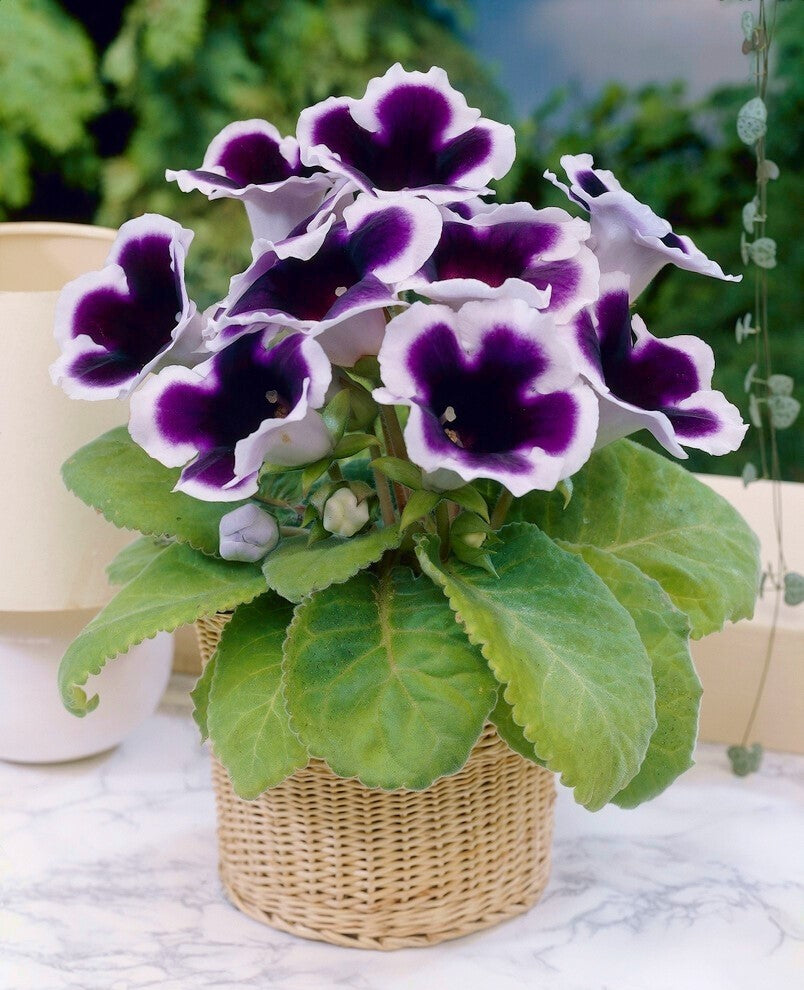 Bulbi de Gloxinia "Kaiser Wilhelm", 1 Bucata