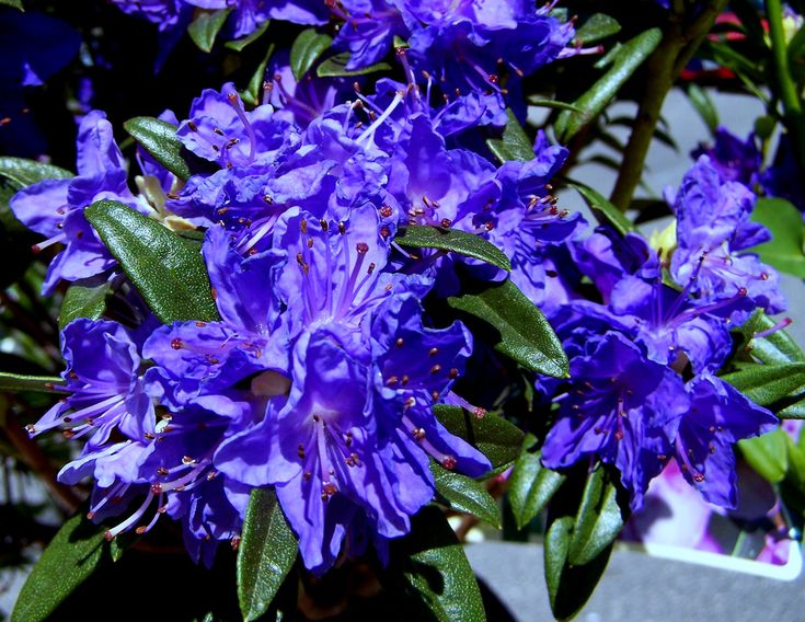 Rhododendron "Blue Balon",la Ghiveci, 1 Bucata