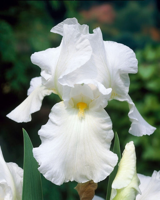 Bulbi de Iris Germanica ,,Bianca" Alb - 1 bucata / pachet