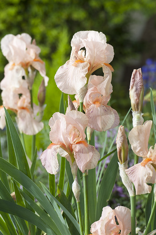 Bulbi de Iris Germanica "Paradise", 1 Bucata