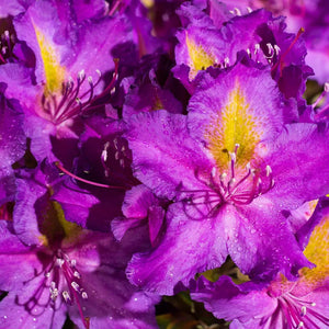 Rhododendron "Libretto",la Ghiveci, 1 Bucata