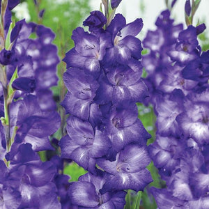 Bulbi de Gladiole "Blue Isle", 7 Bucati