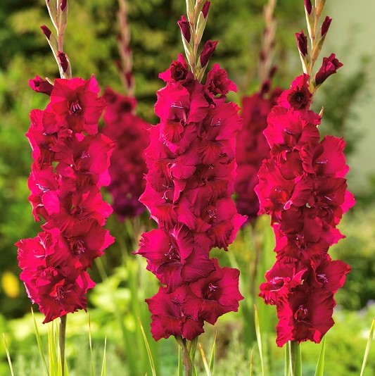 Bulbi Gladiole - Plum Tart - 5 buc