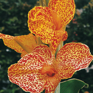 Bulbi de Canna "Picasso Mutant Geel", Galben, 1 Bucata