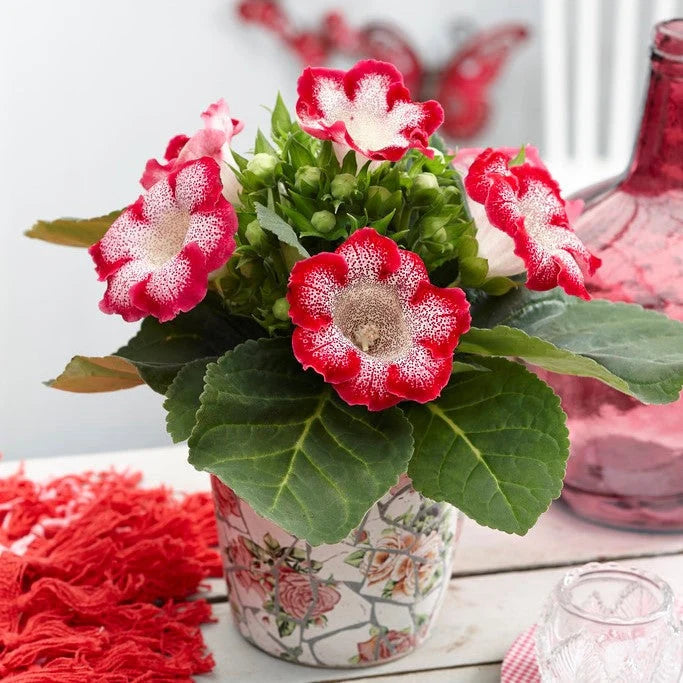 Gloxinia Bulbi - Tigrina Roșu - 1 Bucată