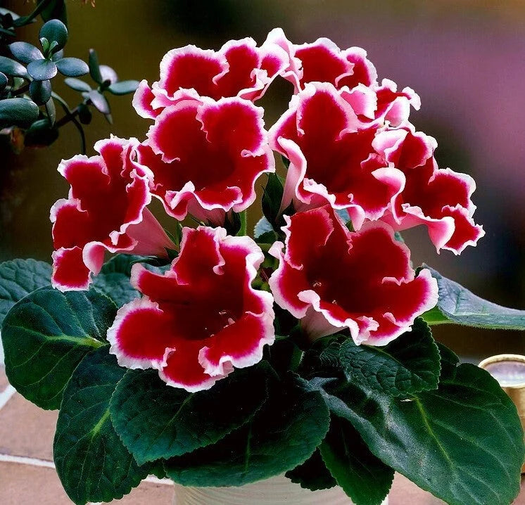 Gloxinia Bulbi - Kaiser Friedrich - 1 Bucată