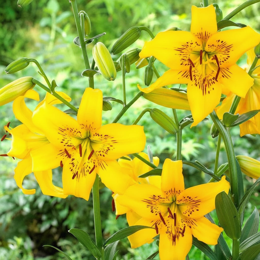 Bulbi de Crini Yellow Bruse (Lilium asiatic) – flori galben intens, înflorire spectaculoasă vara, perfecți pentru borduri și ronduri.