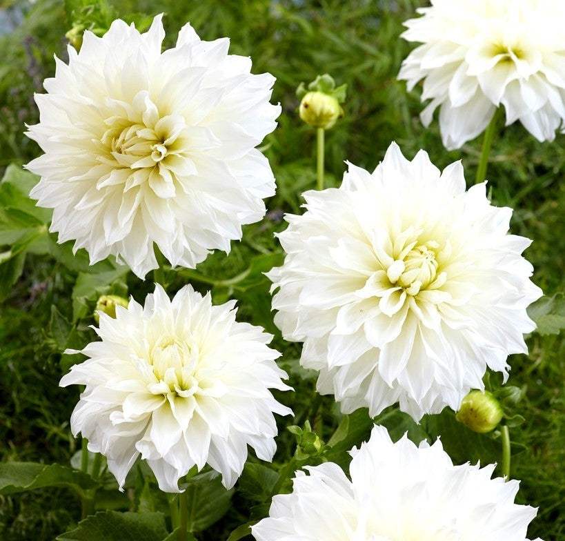021229-visi176847m_f80755dd-7499-46e0-b31c-bc89c00b7215 - Fitza Florilor