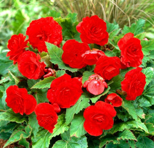 Bulbi de Begonia "NonStop", Rosu, 1 Bucata