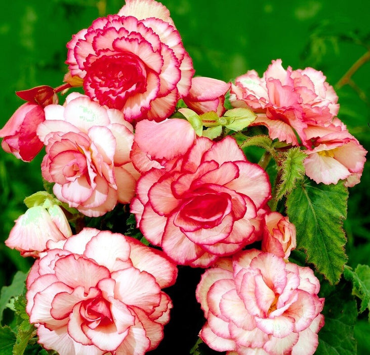 Bulbi de Begonia Bouton de Rose Roz - 1 bucata / pachet