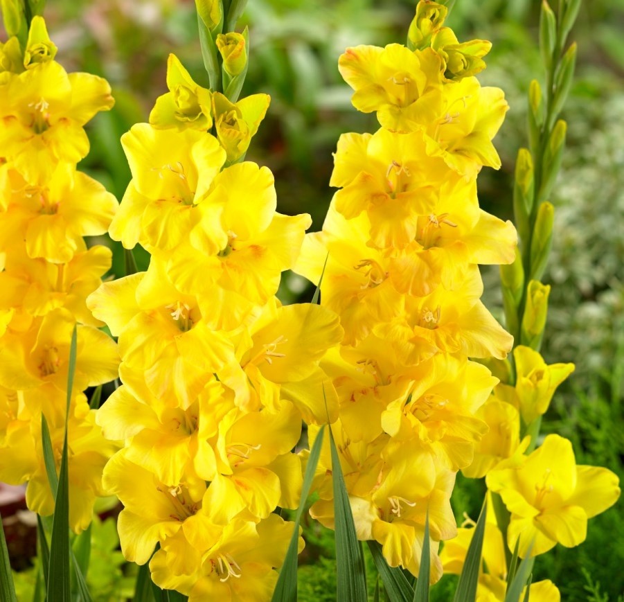 Bulbi de Gladiole "Golden Sunrise", 7 Bucati