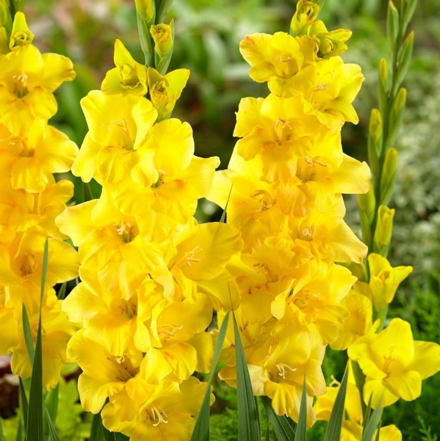 Bulbi Gladiole - Golden Sunrise - 5 buc