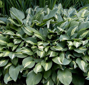 Bulbi de Hosta "Snake Eyes", 1 Bucata