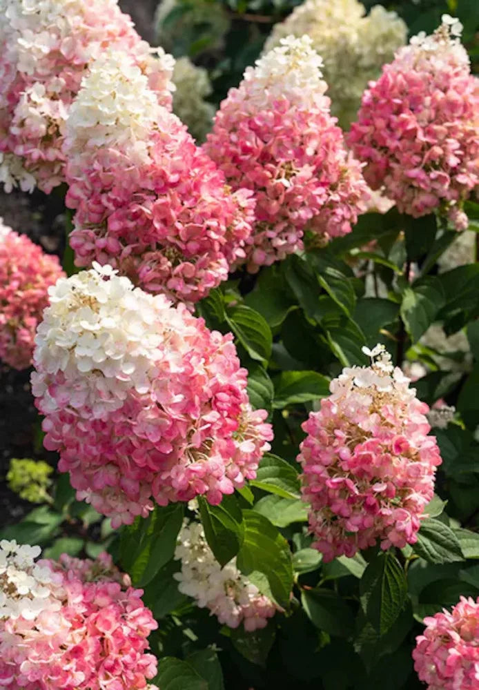 Hortensia Arbustiva Paniculata "Pink Lady", la Ghiveci de 3L, 1 Bucata