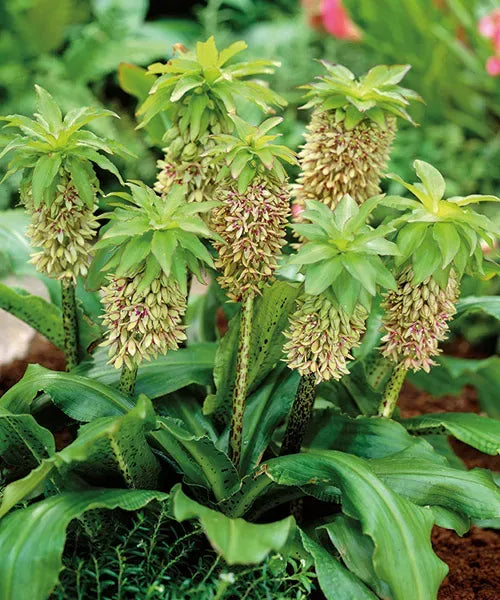 Eucomis Bicolor, 60cm, la Ghiveci de 3L, 1 Bucata