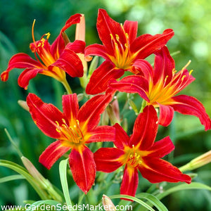 Bulbi de Hemerocallis "Sammy Russell", Crin Salbatic, 1 Bucata