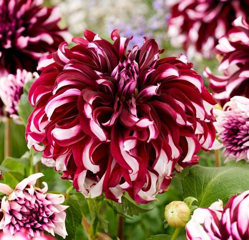 024990-visi208042m_3c6bc00d-0d9a-4b70-ab49-31dcfeddccd6 - Fitza Florilor
