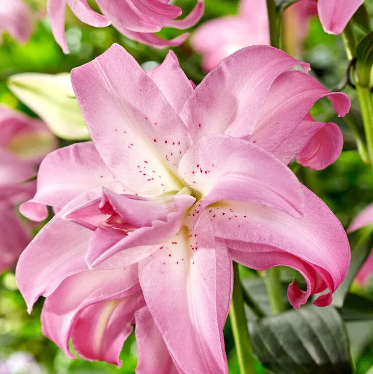 Alege bulbi de Crini Lotus Dream pentru o grădină plină de culoare! Soi premium, întreținere redusă și înflorire impresionantă.
